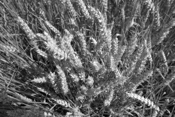 Wheat field close-up with blur effect in black and white. Seasonal natural background.