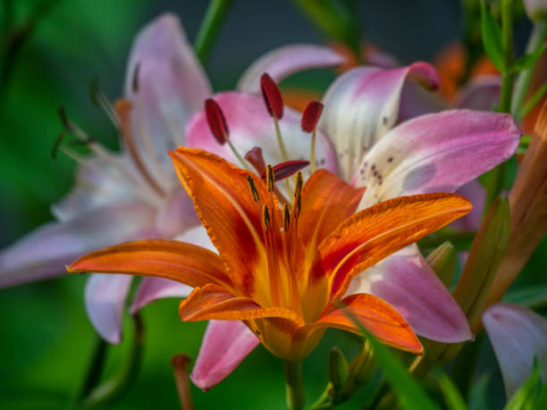 Lilium are true lilies in garen in late spring