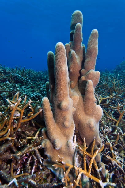 istock Caribbean coral garden 1162532414
