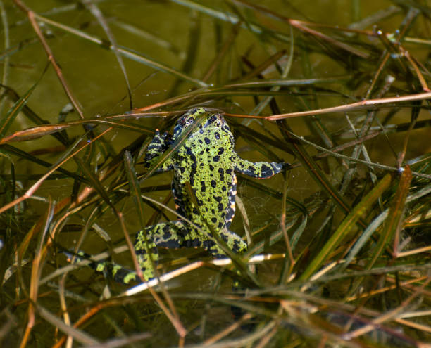 Oriental fire-bellied toad. Oriental fire-bellied toad in pond. red amphibian frog animals in the wild stock pictures, royalty-free photos & images