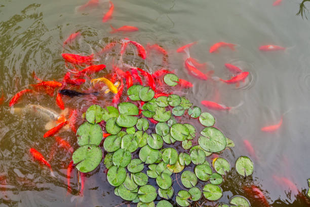 The ponds of the summer park are full of lotus flowers, and the groups of koi are chasing each other in the water.