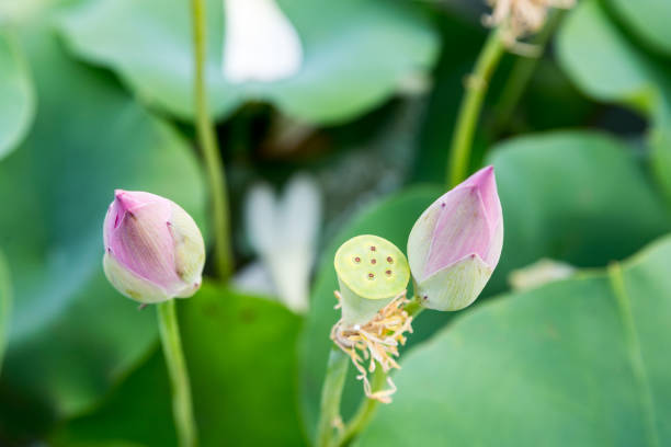 istock Lotus in the lotus pond 1162532576