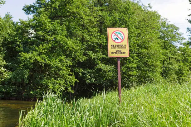 Warning sign in polish language "Nie dotykaj! Barszcz sosnowskiego grozi poparzeniem!" on the green meadow, warning about giant horseweed
