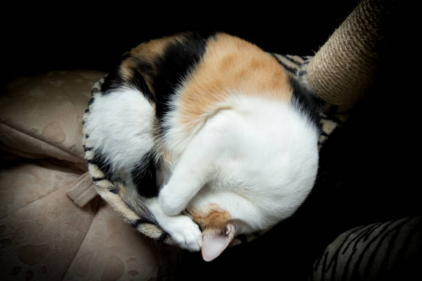 Fat cat curled up into a ball on the couch on the cat tree.