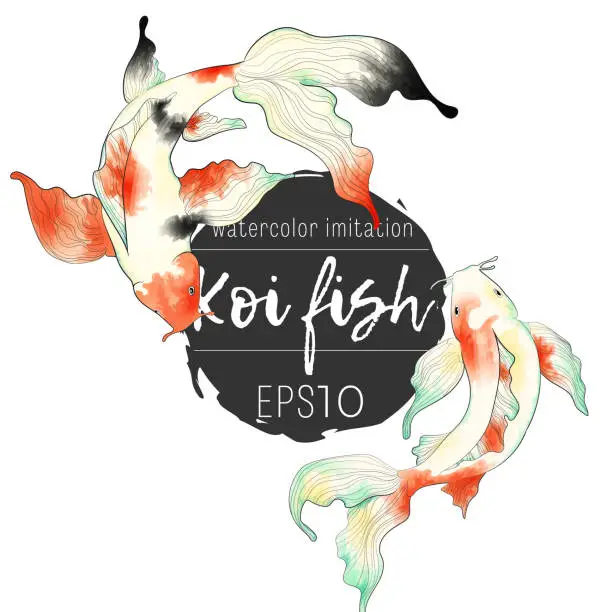 Vector illustration of Japanese koi fish hand draw watercolor imitation illustration collection. Clip art of colorful carps in asian style.