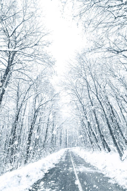 istock Winter forest snow road. Forest road winter snow view. 1162536892