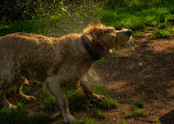 istock Dog in the park 1162537988