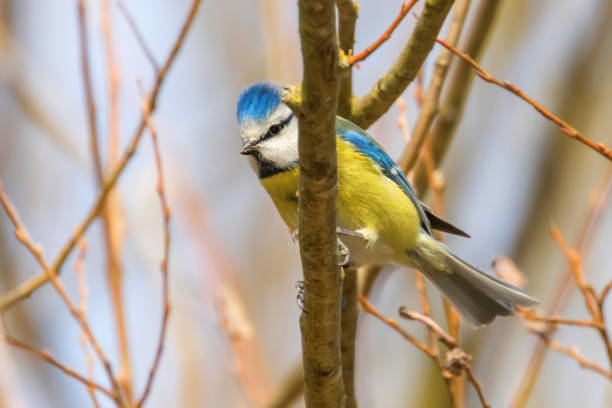 istock Blue tit on branch, Eurasian blue tit, (Cyanistes caeruleus) Cute little Bird 1162538183