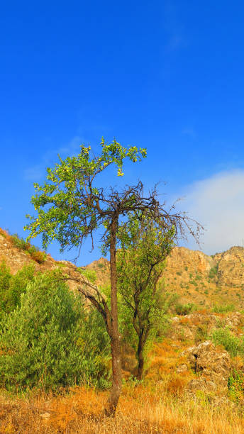 istock Tall straight almond tree against blue sky 1162538224