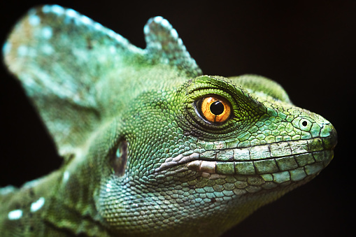 Closeup of a reptile head on black