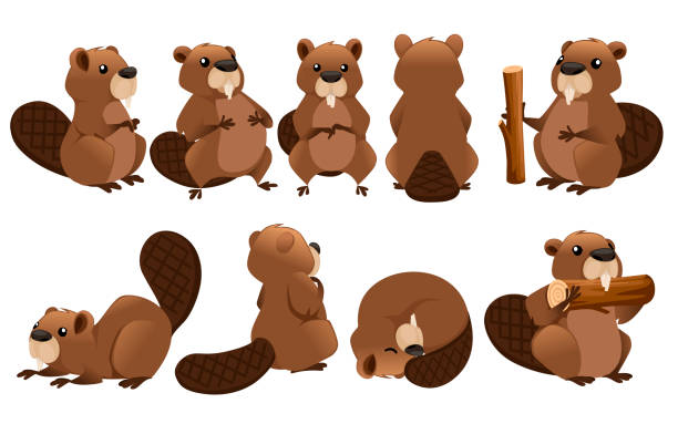 ilustrações de stock, clip art, desenhos animados e ícones de cute brown beaver icon collection. cartoon character design. north american beaver castor canadensis. rodentia mammals. happy animal. flat vector illustration isolated on white background - beaver canada north america rodent