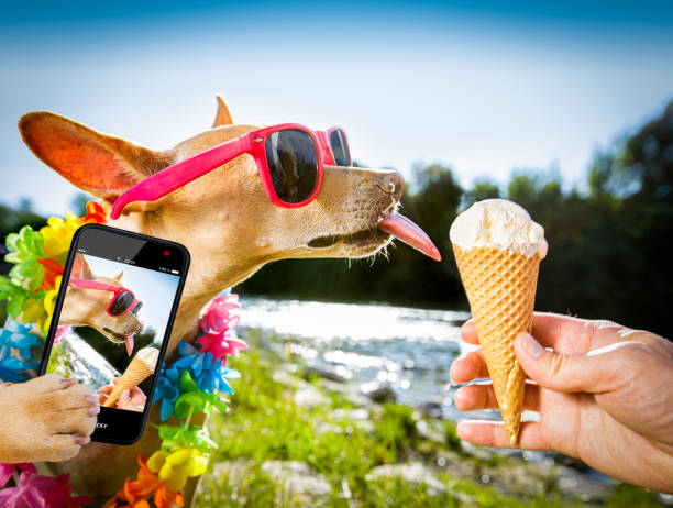istock dog  summer vacation   licking ice cream 1162540905