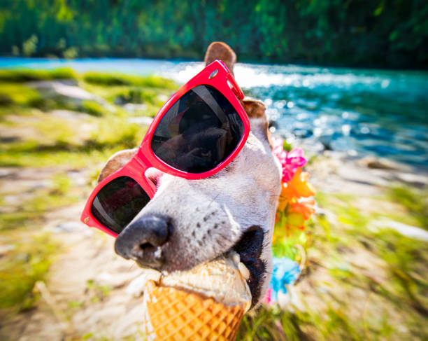 istock dog  summer vacation   licking ice cream 1162540950