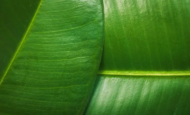 Ficus elastica, rubber fig leafs close up macro detail