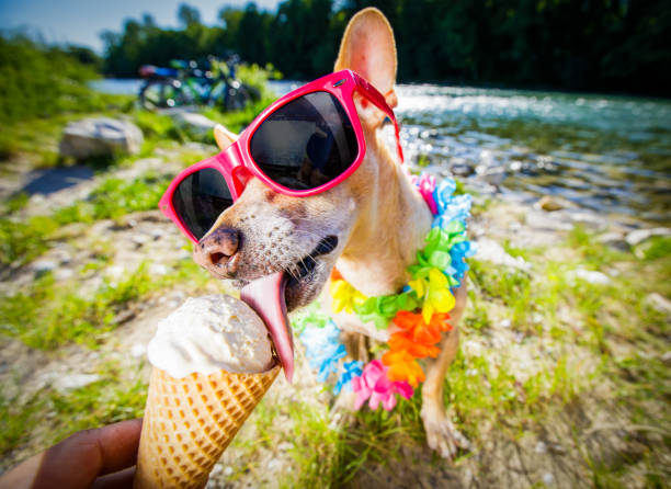 istock dog  summer vacation   licking ice cream 1162541544