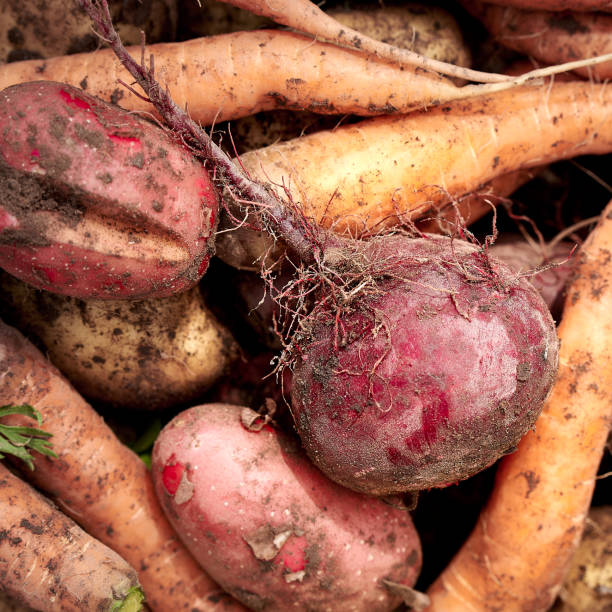 Just harvested vegetables. Top view. Potatoes, carrot, beet.