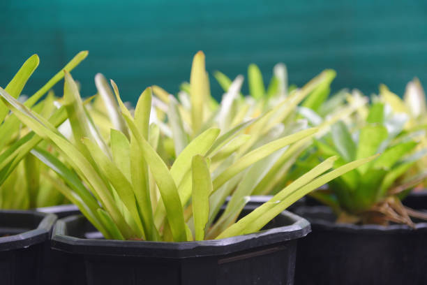 istock Bromeliad leaf plant in pot decorate in the bromeliad garden 1162542072