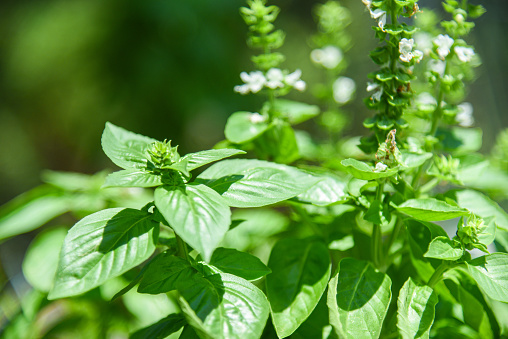 basil in the garden