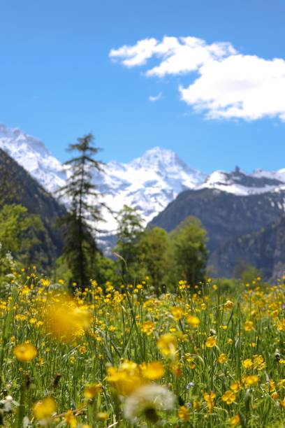 istock Yellow flowers on the Alps 1162543649