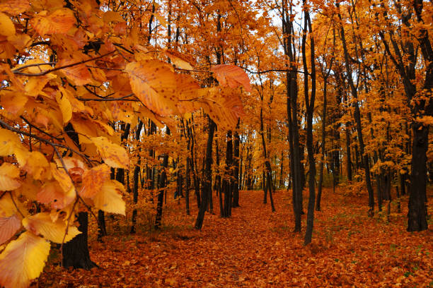 Photo of Landscape. Beautiful autumn golden forest.