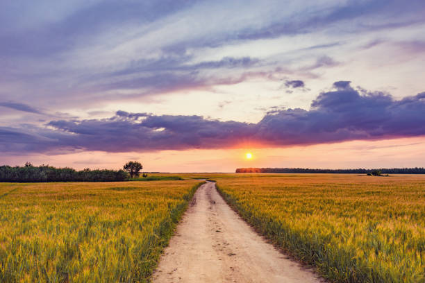 istock Field with rye and road at sunset time. 1162544074