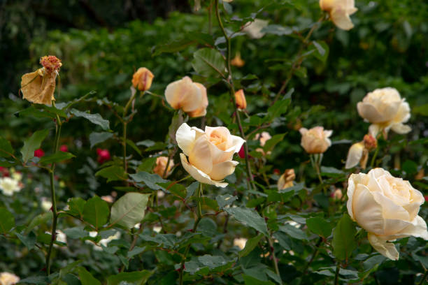 istock Rose blooms - creamy blush from bud to dead head 1162545324