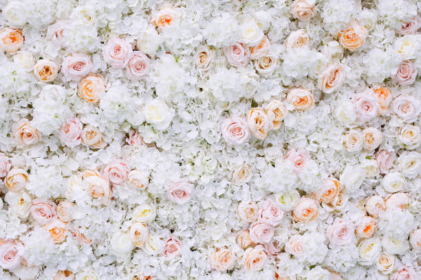 istock Flowers wall background with white and light orange roses. 1162545478