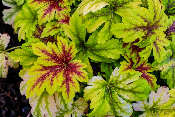 istock Various plant flower label photos 1162545748
