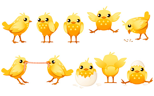 Set of cute little chick walk side view cartoon character design flat vector illustration.