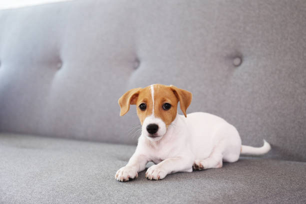 istock Tiny adorable Jack Russell Terrier puppy with brown stains on face. 1162546996