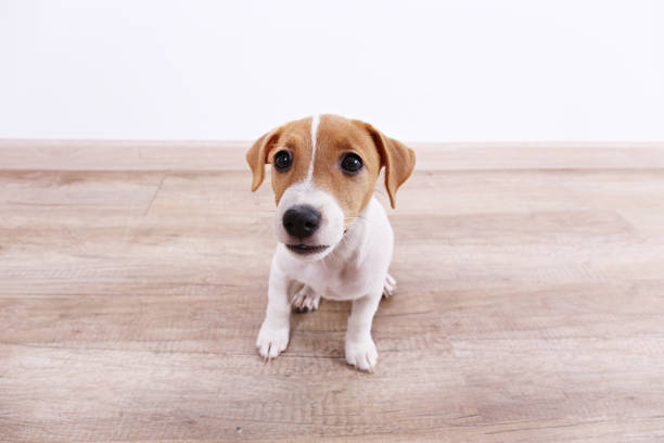 istock Tiny adorable Jack Russell Terrier puppy with brown stains on face. 1162547074