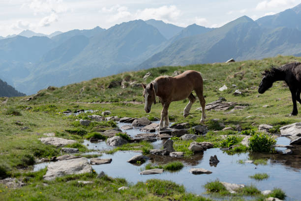 Horses in the Parc Natural de la Vall de Sorteny, Andorra. Horses in the Parc Natural de la Vall de Sorteny, Pyrenees, Andorra. andorra stock pictures, royalty-free photos & images