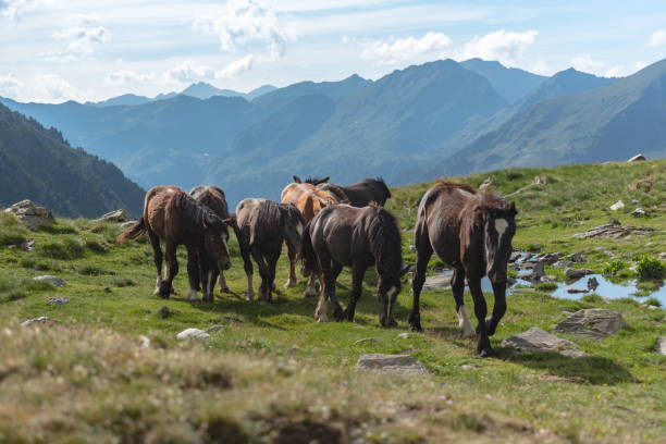 istock Horses in the Parc Natural de la Vall de Sorteny, Andorra. 1162547094