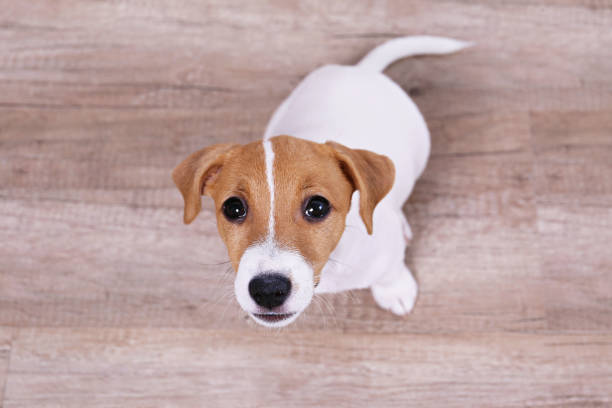 istock Tiny adorable Jack Russell Terrier puppy with brown stains on face. 1162547116