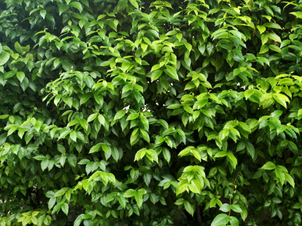istock Group green leaves nature background 1162547458