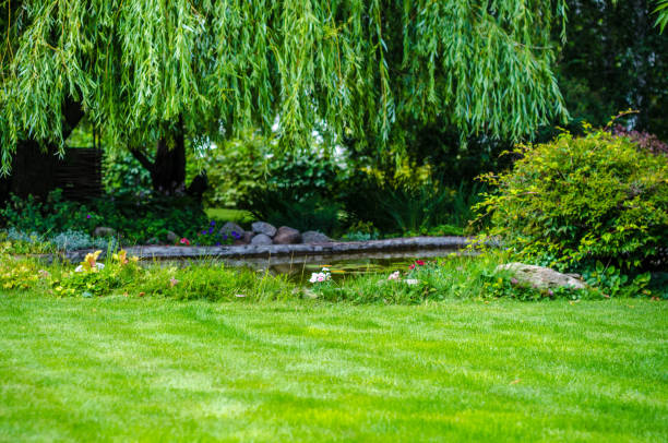 istock green lawn and water garden on the backyard 1162548706