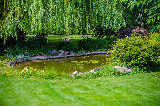 backyard garden pond with green plant