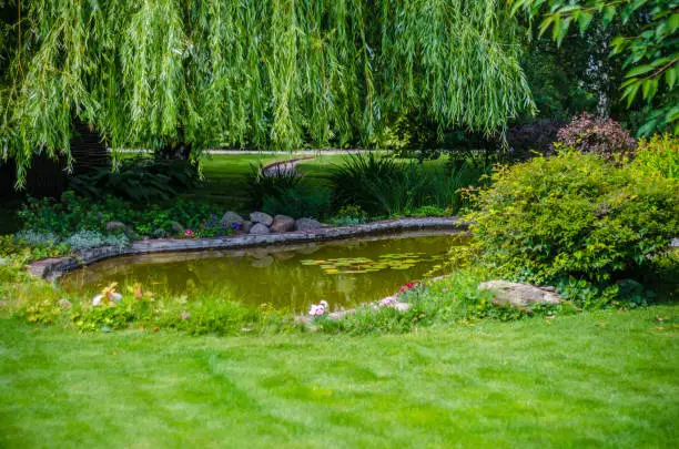 Photo of green lawn and water garden on the backyard