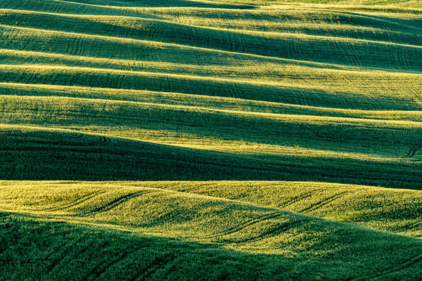 утренняя лопатка холмов тосканы, провинция сиена, италия - nature abstract sunlight cereal plant wheat стоковые фото и изображения