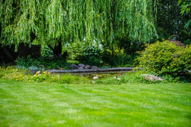 istock green lawn and water garden on the backyard 1162549167