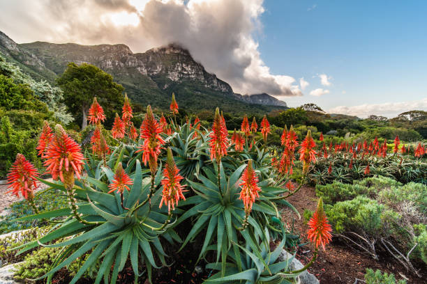 Beautiful flowering aloes in the Kirstenbosch Gardens, Cape Town, South Africa Red Aloe flowers in full bloom with a mountainous backdrop botanical garden photos stock pictures, royalty-free photos & images
