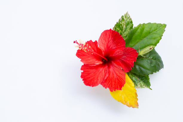 Beautiful red hibiscus flower in full bloom on white background.