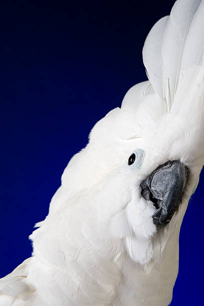 istock White Umbrella Cockatoo 116255027