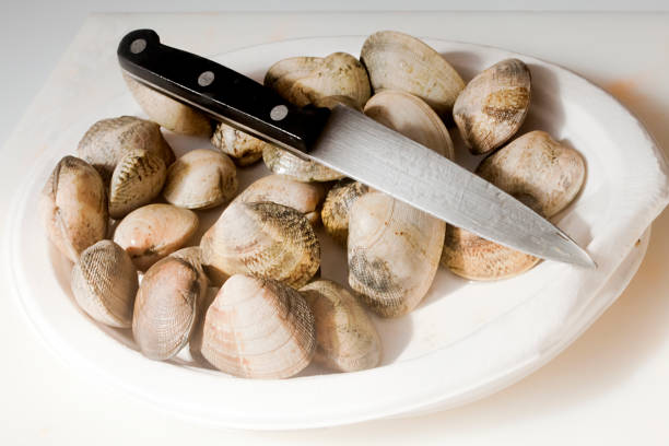 istock Heap of closed raw clams on plastic plate. 1162550633