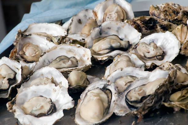 Display of raw oysters. Galicia, Spain. stock photo