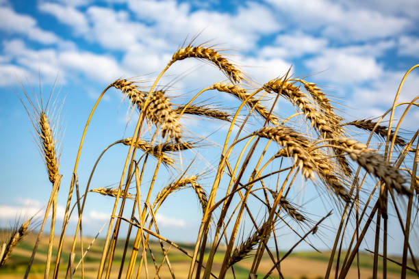 istock Wheat harvest field blue sky clouds spike 1162553229