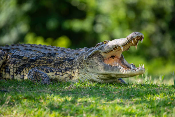 istock African Crocodile (Crocodylus niloticus) at Nile River, Uganda 1162556089