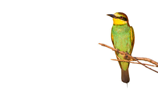 istock Colorful bird European Bee eater. 1162556951
