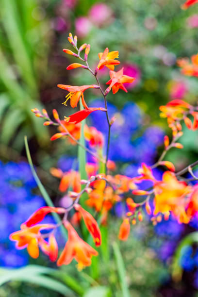 istock Various plant flower label photos 1162558496