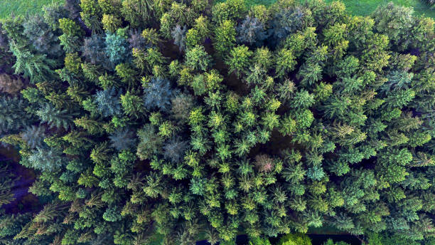 istock Aerial walk in the forest 1162559609